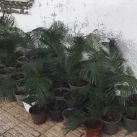 گل وگیاه|گل و گیاه طبیعی|رشت, حومه رشت|دیوار