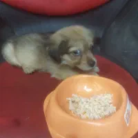 توله سگ ۲ماهه نژاد پودل|سگ|ری, دیلمان|دیوار