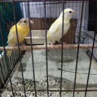 جوجه قناری کشیده