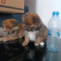 واگذاری سگ|سگ|شیراز, سعدیه شمالی|دیوار