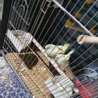 عروس هلندی|پرنده|گلستان (تهران), |دیوار