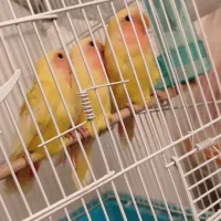 جوجه طوطی برزیلی آماده دستی شدن|پرنده|محمدیه-قزوین, |دیوار