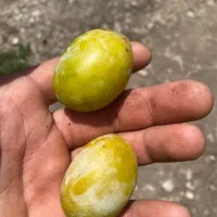 آلو گاوی  مخصوص ترشی