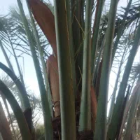 نرخرما|خدمات باغبانی و درختکاری|جیرفت, |دیوار