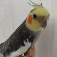 جوجه عروس هلندی گلباقالی|پرنده|کرج, مصباح|دیوار