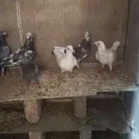 کبوتر پلاکی بوم ندیده|پرنده|زرندیه, |دیوار