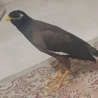 دوتا مرغ مینا سخنگو|پرنده|کرمانشاه, |دیوار