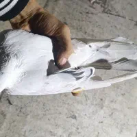 تهرانی نر|پرنده|همدان, |دیوار