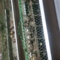 تخم بلدرچین نطفه دار|حیوانات مزرعه|زاهدان, |دیوار