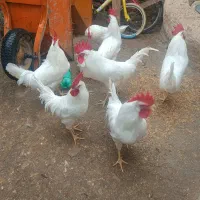 خروس|پرنده|نورآباد, |دیوار