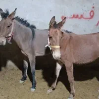 دوتا قاطر نروماده جوان