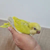 راهب فسفری یا خردلی