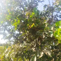 باغ انگور|فروش زمین و ملک کلنگی|نیشابور, فضل|دیوار