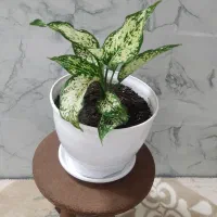 انواع گل|گل و گیاه طبیعی|اردبیل, |دیوار