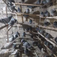 کبوتر پلاکی