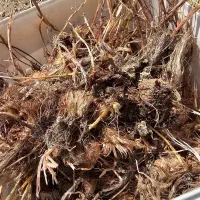 فروش بذر زعفران