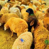 فروش گوسفند زنده /پرورش یافته در روستای سرسبز|حیوانات مزرعه|تهران, شهید رجایی|دیوار