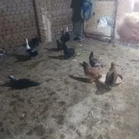 مرغ های تخم گزار کرچ شو محلی|حیوانات مزرعه|محمدشهر, ولدآباد|دیوار