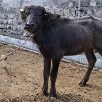 گاومیش