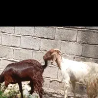 بز پاکستانی