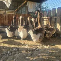 قوغاز تولوز|حیوانات مزرعه|گنبد کاووس, |دیوار