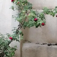 یاری رسانی و همدلی