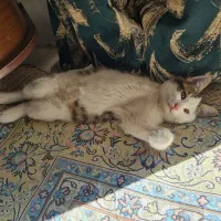 گربه گمشده محدوده نصرآباد