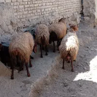 میش بره دار