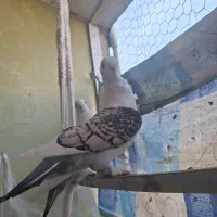 کبوتر بلژیکی|پرنده|ساری, |دیوار