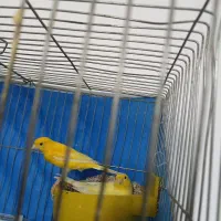 زرد نر و ماده مولد پنج تخم