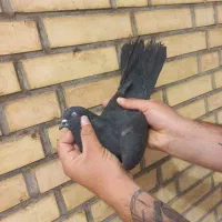 کله سیاه و بادمجونی و برنجی در ایذه