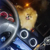 پامر خرسی نر وارداتی|سگ|اصفهان, خانه اصفهان|دیوار