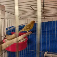 یک جفت قناری و ۲ جفت فنج بنگالی