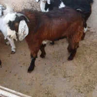 ۱ عدد نر بزه پاکستان