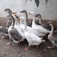 قوغاز|حیوانات مزرعه|کلاله, |دیوار