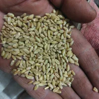 گندم دیم امسالی