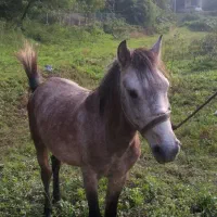 اسب کره ۳سال نیله ابرش