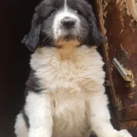 ی جفت توله لاس روزگاری