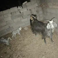 بز و کهره نر|حیوانات مزرعه|شیراز, داریون|دیوار