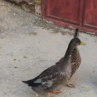 اردک نر