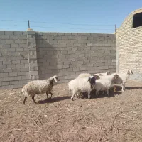 میش زایده فروشی|حیوانات مزرعه|کاشمر, |دیوار