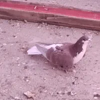 خوشرنگ نر ماده یال دار