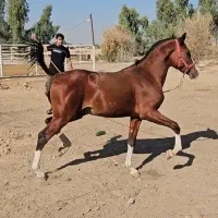 کره نریان خالص ایرانی