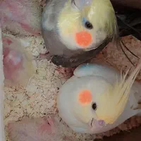 یه جفت عروس هلندی نر و ماده .|پرنده|قم, پردیسان|دیوار