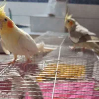 جفت لوتینو دستی