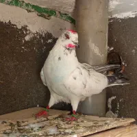 کبوتر پرشی