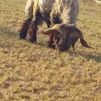 کوه دو رون کشتی برا پروار خوبه الان ی کم لاغره|حیوانات مزرعه|مسجد سلیمان, |دیوار