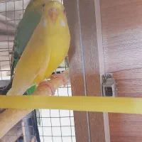 مرغ عشق|پرنده|مسجد سلیمان, |دیوار