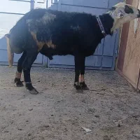 قوچ بروجردی