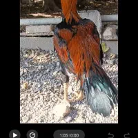 خروس و مرغ لاری